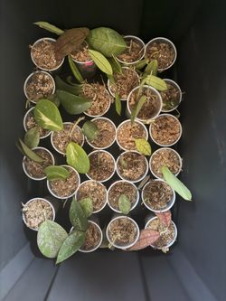 Rare house plants, planters, moss poles, potting bench and more!