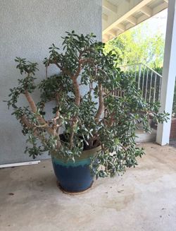 Mature Jade Tree