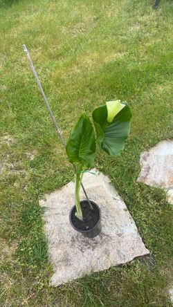 Blooming calla Lilly plant