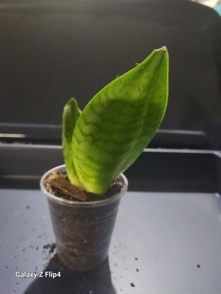 Snake Plant