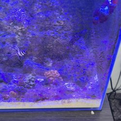 All Fish And Coral Need Gone ASAP 200 For Fish And All Livestock 