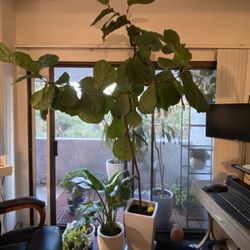Large Fiddle-leaf Fig w/ Pot