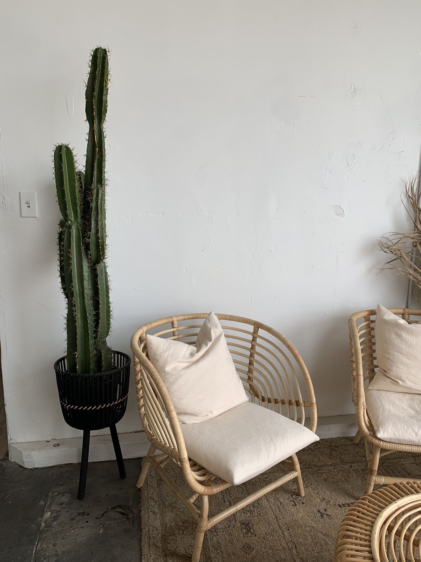 FAUX BOTANICALS CACTUS WITH WICKER PLANT STAND 