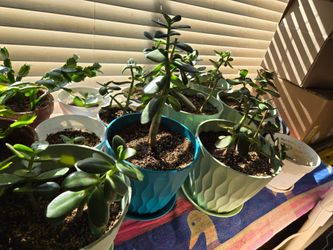 Jade Plants