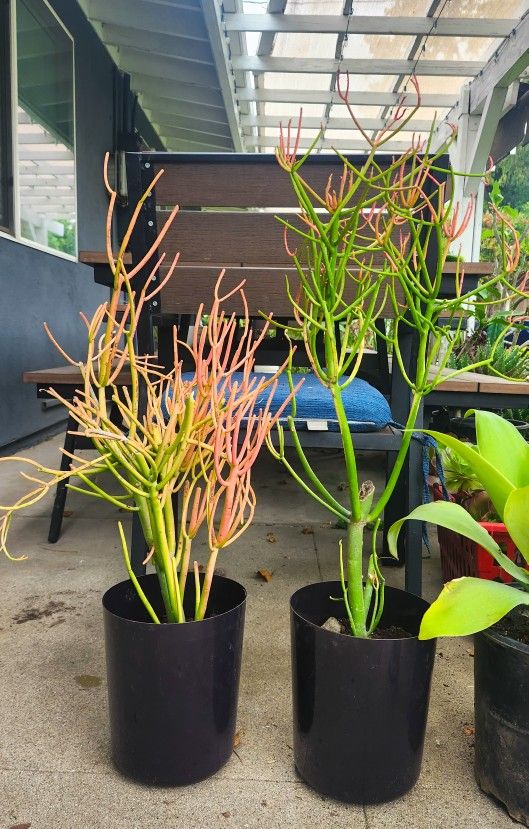 Euphorbia Tirucalli - Firesticks 🔥🌵