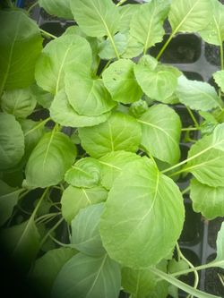 Fall seedlings -Collards, Chinese Cabbage, Mustard Greens, Pak Choi