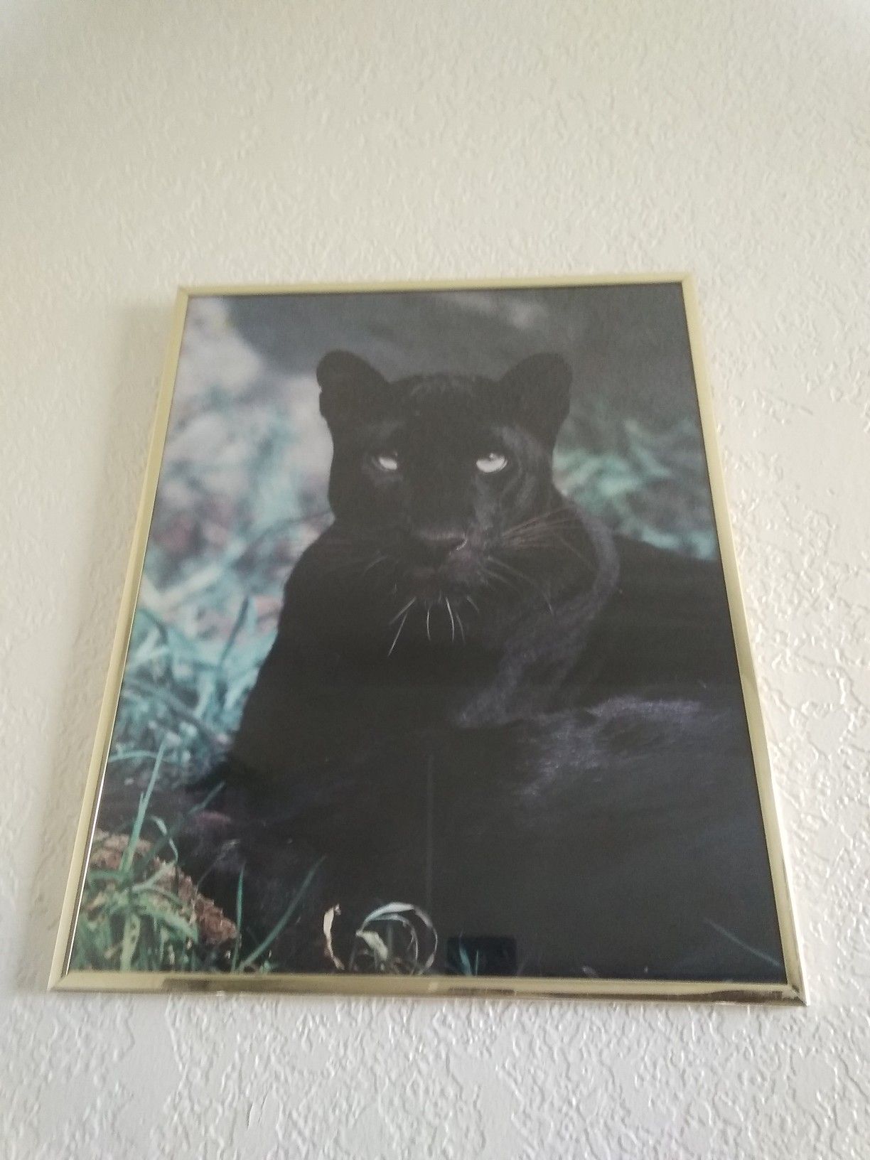 Leopard picture