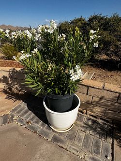 Plants indoors and outdoor varieties