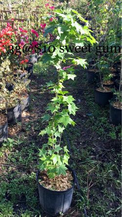 Sweet gum tree 🌳