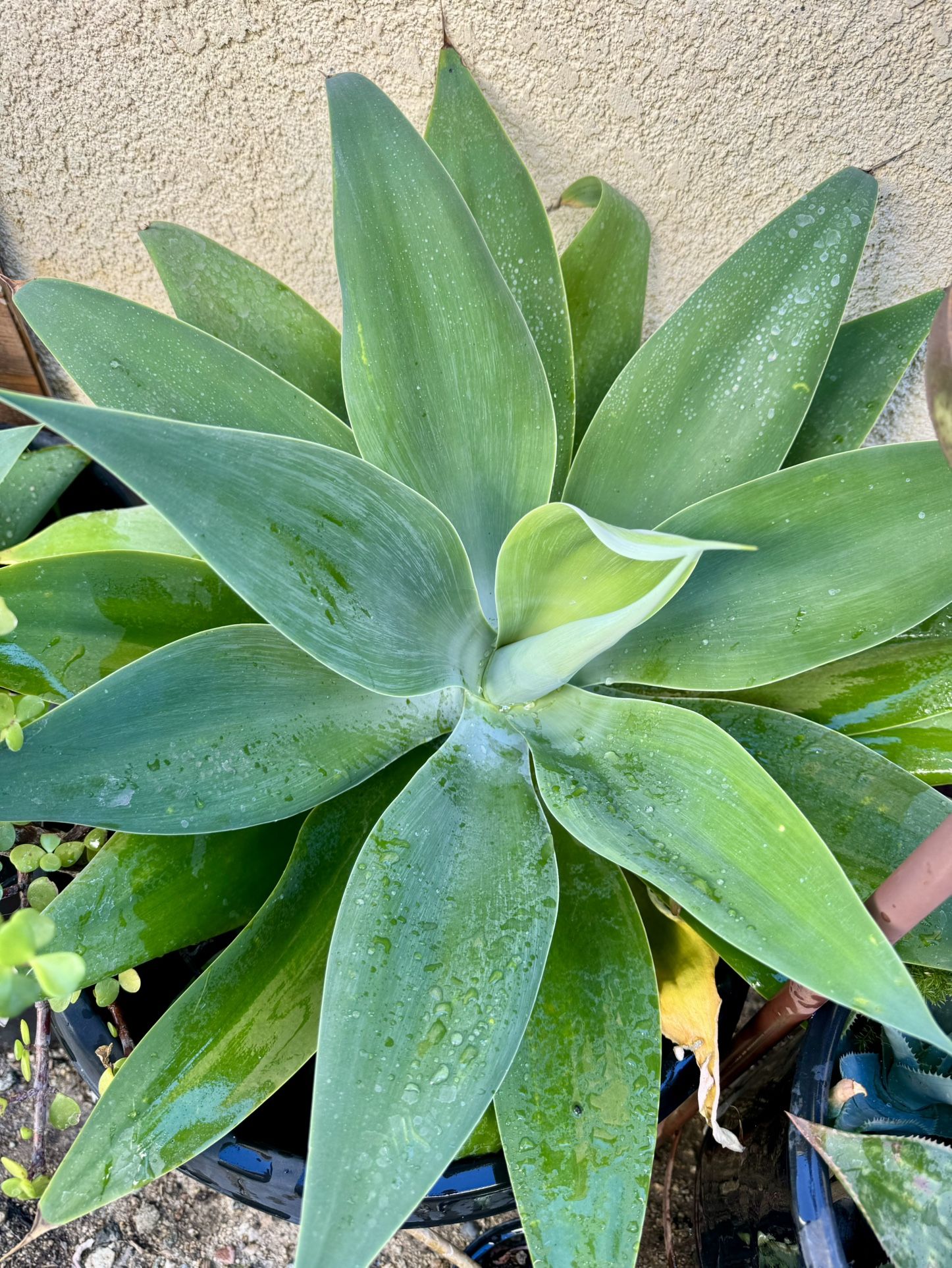 Succulents Plants In Burbank