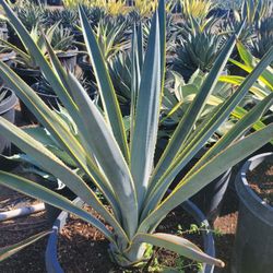 Agave Blue Tequila Variegatad 
