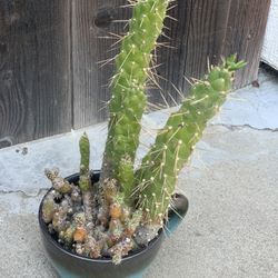 Cactus and Succulent Bowl Arrangement in Decorative Large Ceramic Coffee Mug Pot Live Plants Cup  Cash only  Pick up in North San Jose, by appointment