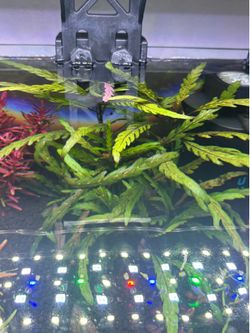 Aquatic Plants (Hygrophilla Pintofida)