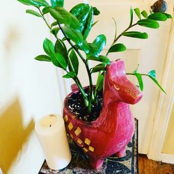 Live indoor ZZ plant in a llama ceramic planter pot—firm price