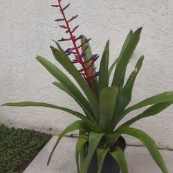 Bromelia Blue  