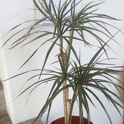 Living Plant 🌱 40"H Drecaena Marginata (Symbolize Good Luck, Resilience, Prosperity, and Longevity) on 9"H White Pot with Tray ::: Indoor