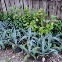  AGAVE! 