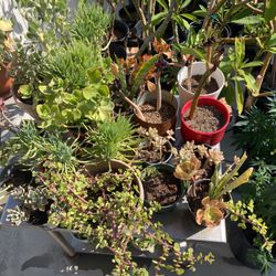 Suculentas (16)plantas