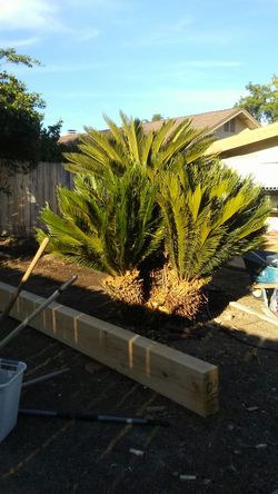 SAGO PALM TREE