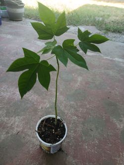 papaya tree