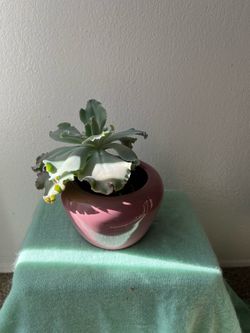 Succulent