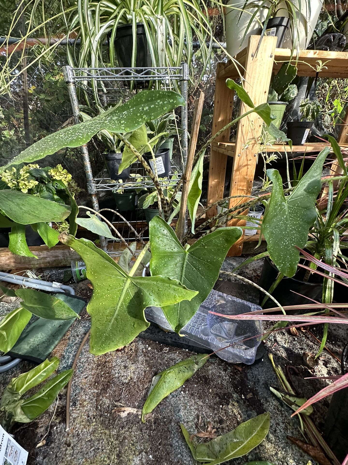 Indoor Outdoor Succulent And Cactus Available $2/$20  
