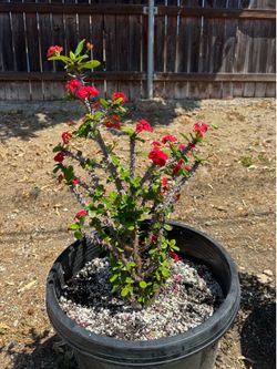 Outdoor plants
