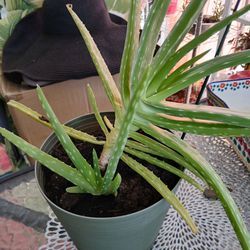 Aloe Vera Plant