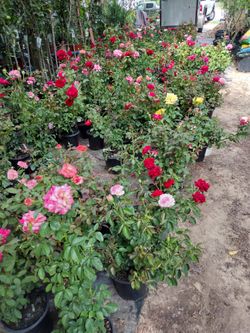 Rosas Grandes