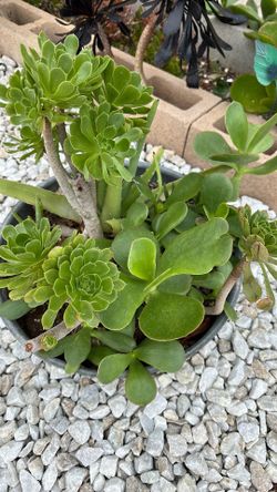 Succulents center piece