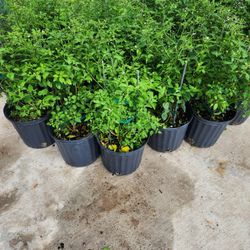 Chile Del Monte 3gallones En Bushes