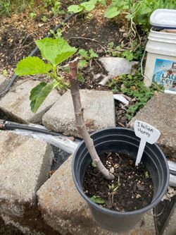 Italian honey fig