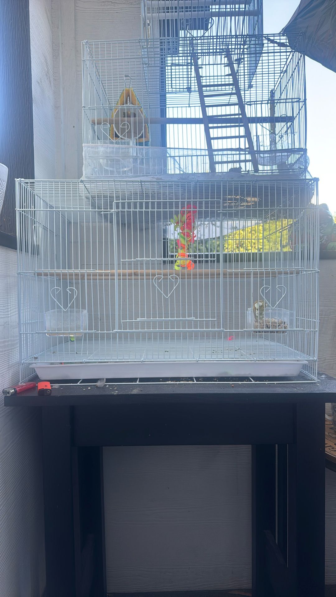 Bird Cage 
