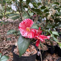 Camellia Live Plants