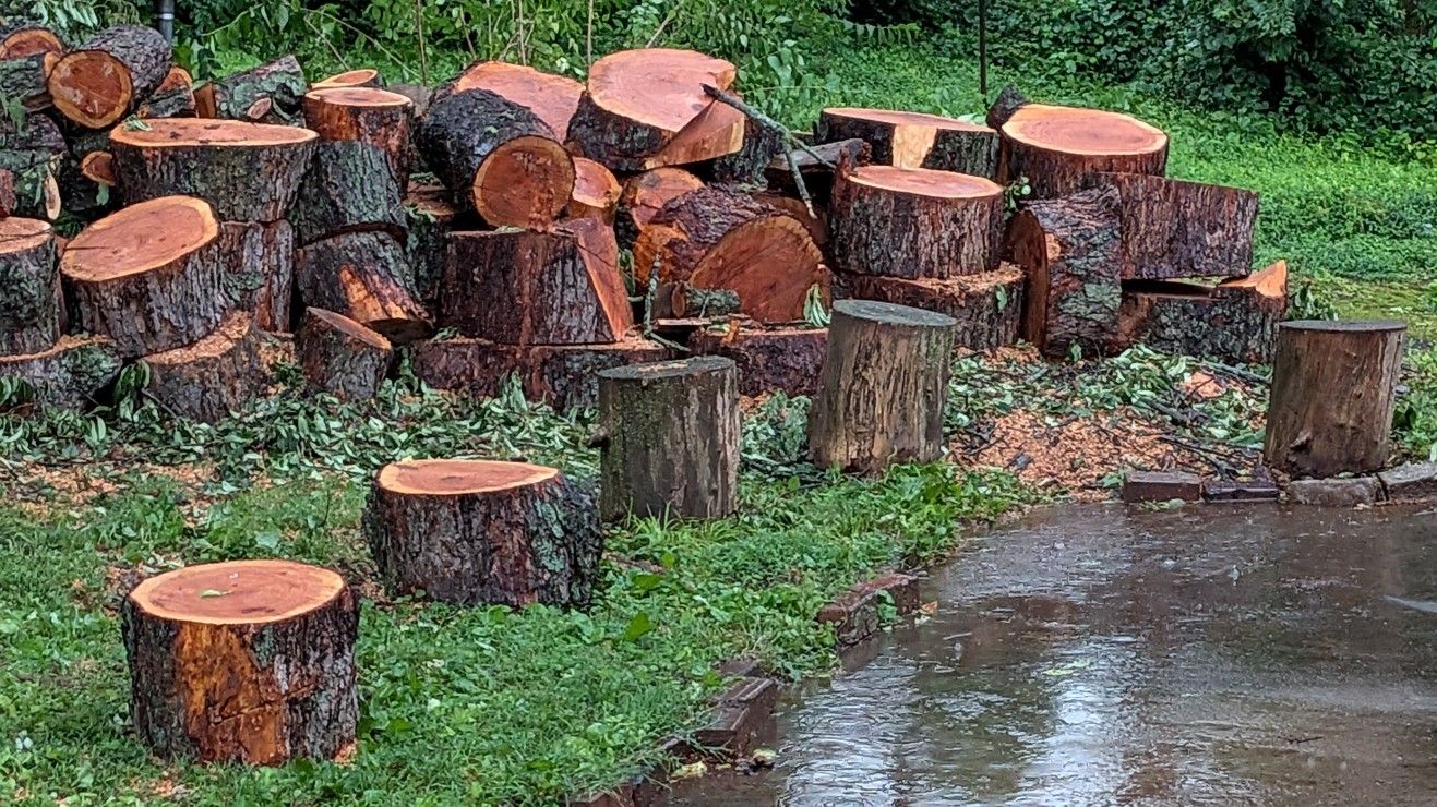 Free Wood