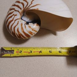 Nautilus Shell