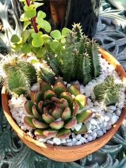 8” Live Plant Arrangement- Succulents