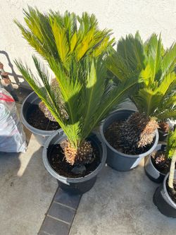 Sago Palms. Many sizes to choose from