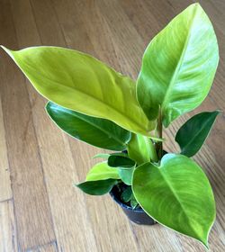 Philodendron Imperial Gold Plant / Free Delivery Available for Sale in  Seattle, WA - OfferUp