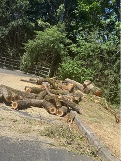 FREE WOODS