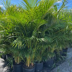 Areca Palms