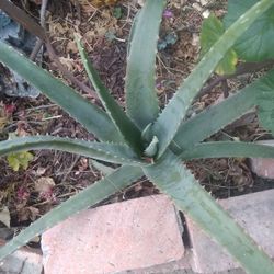 Plantas Naturales