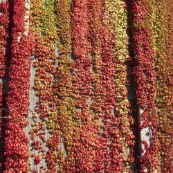 Virginia Creeper Perennial Climbing Vine , Leaves Become Beautiful In Autumn. 