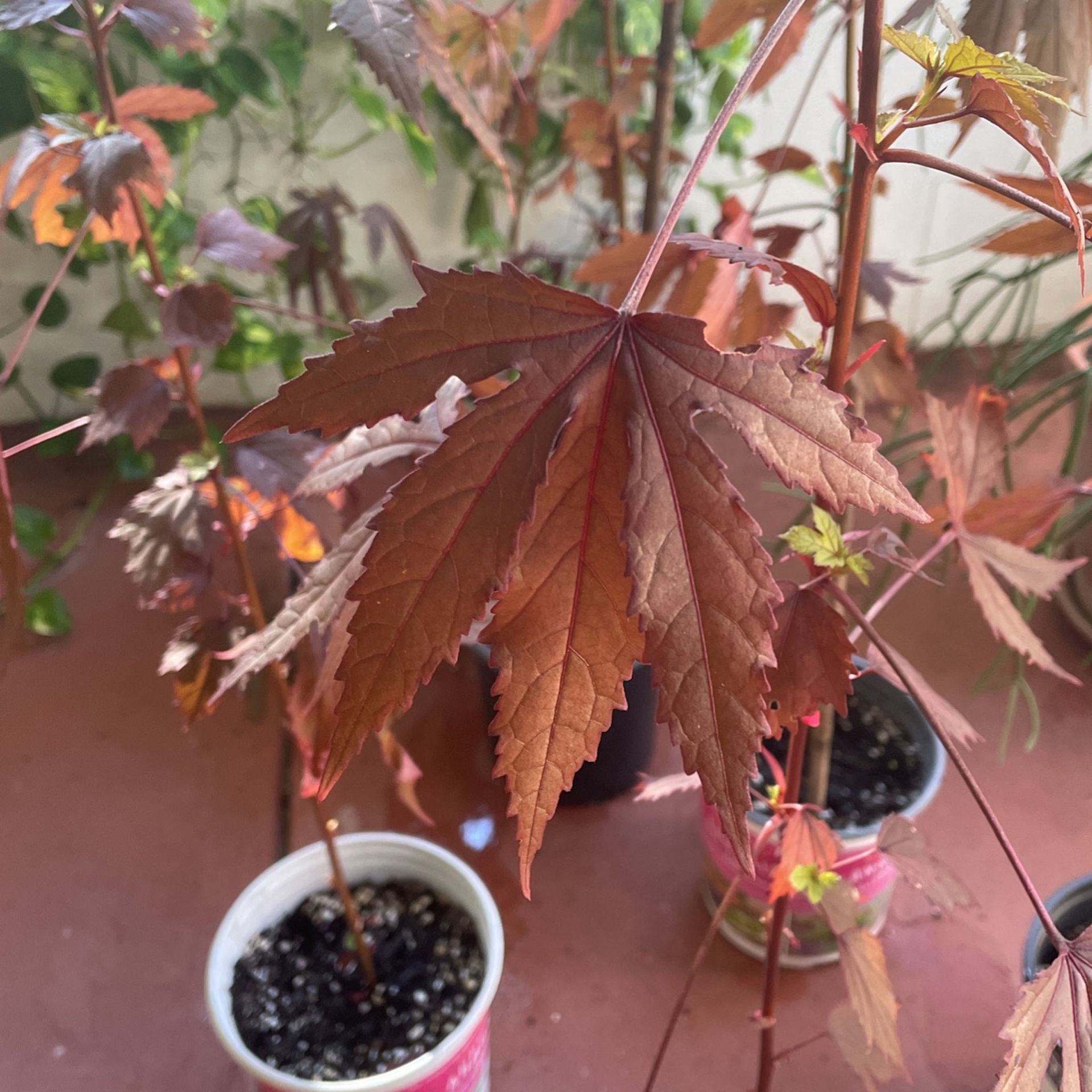Florida Cranberry Hibiscus