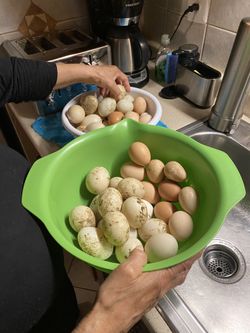 FRESH Eggs