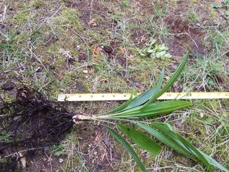 12 Inch Palm tree