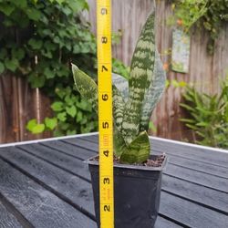 Snake plant / Sansevieria / Lengua de Suegra