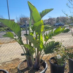 Giant Bird of Paradise