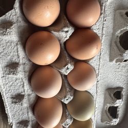 Organic Eggs