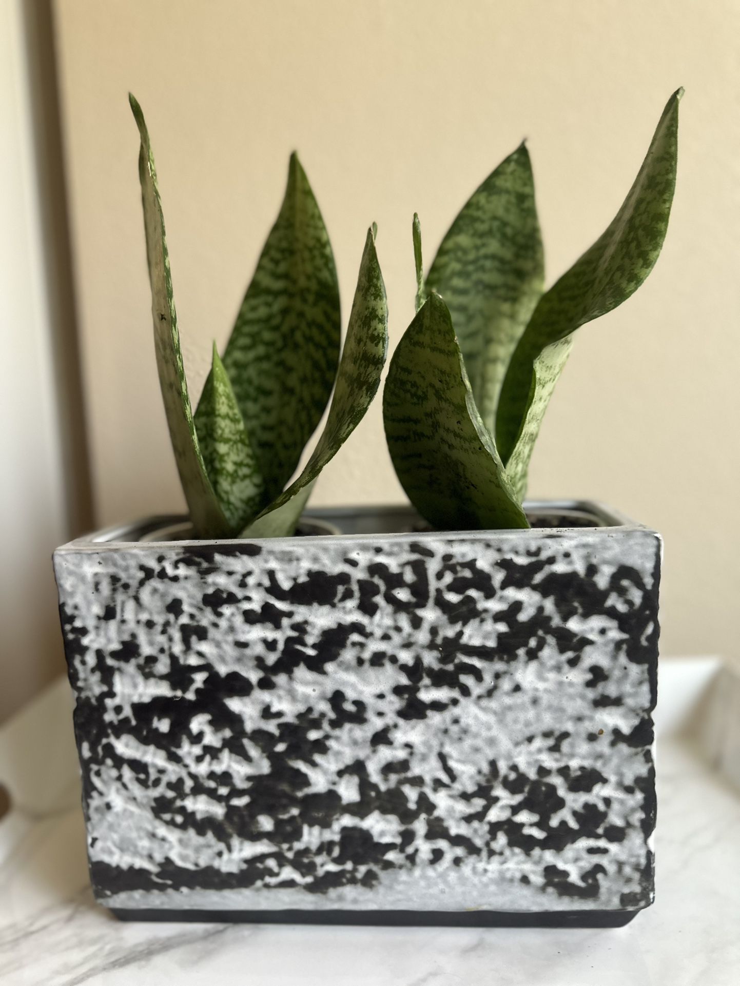 Two Snake Plants In Ceramic Pot